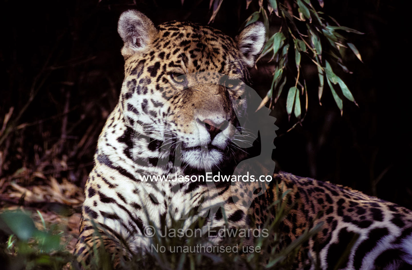 Jaguar portrait of face and ears, beautiful fur coat markings Melbourne Zoo, Victoria Australia