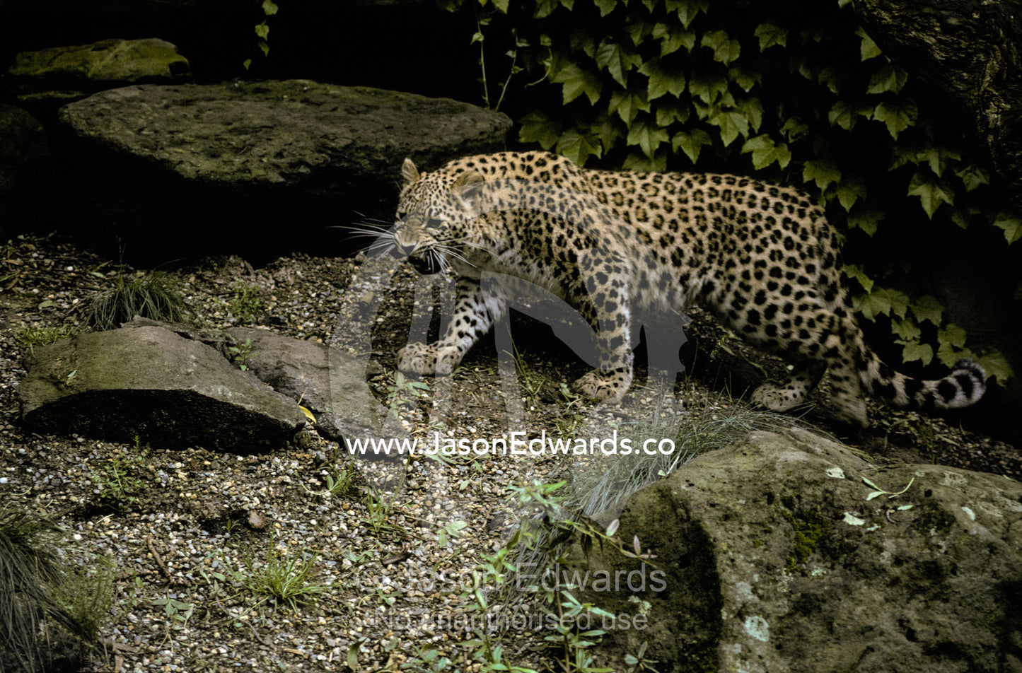 Snarling Persian Leopard with spotted coat, stalking hunting prey Melbourne Zoo, Victoria Australia