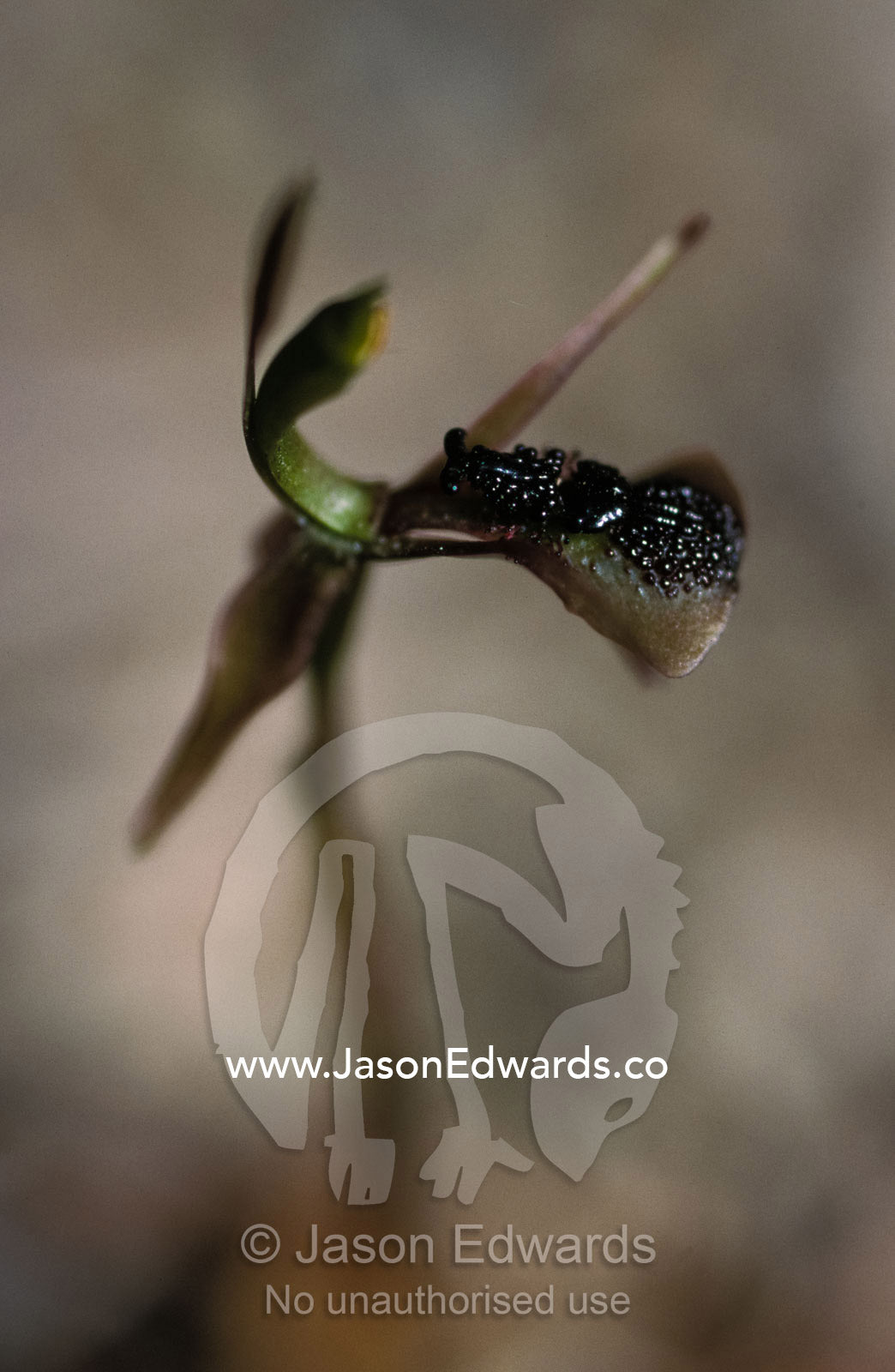 A Bird Orchid shaped like an insect, attracts insects for pollination. Melbourne Zoo, Victoria, Australia.