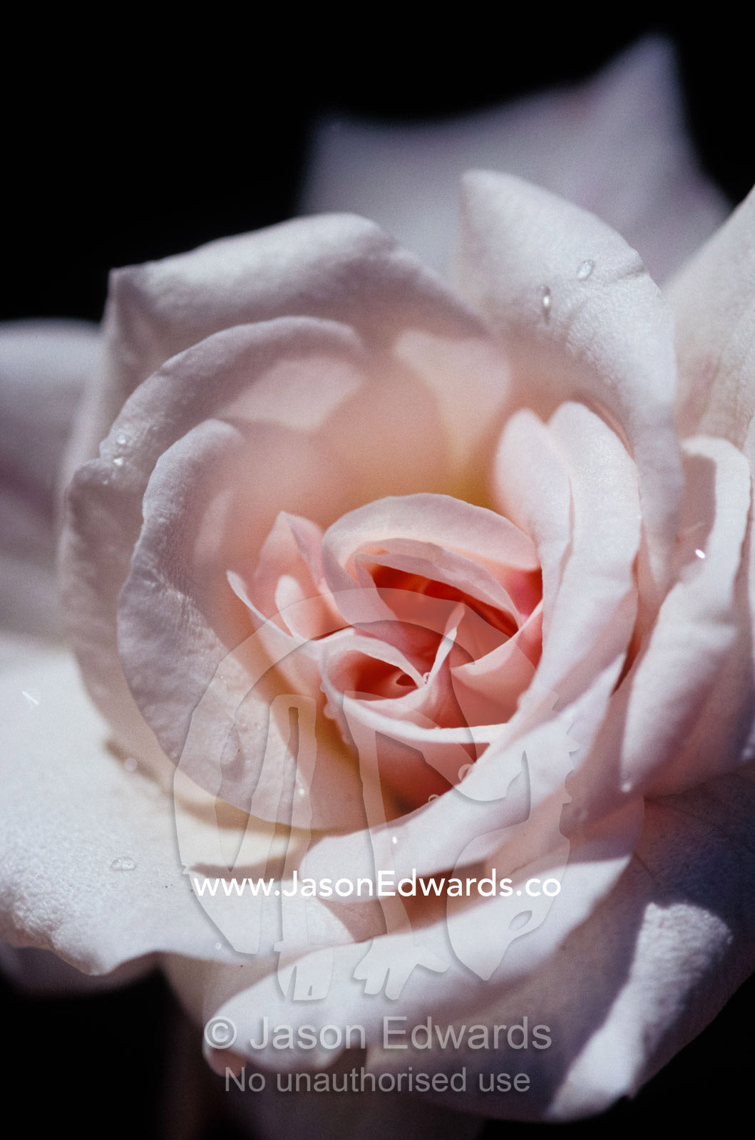 The delicate pale pink petals of a dainty Cecil Brunner Rose. North Carlton, Victoria, Australia.