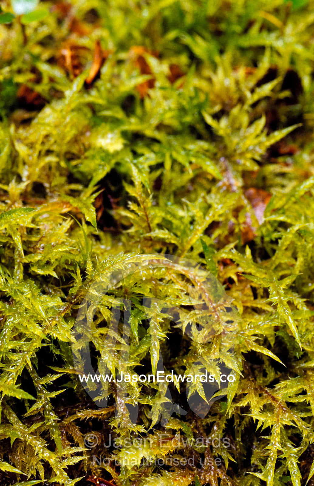 Detail of Moss, Wijkia Extenuata, ground cover in Myrtle Beech forest. The Beeches Yarra Ranges National Park, Victoria, Australia.