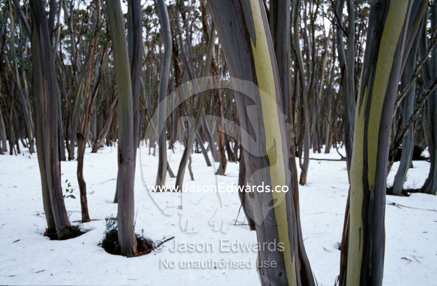 Snow Gum Eucalypt tree trunks emerging from a ground blanket of snow. Lake Mountain, Yarra Ranges National Park, Victoria, Australia.