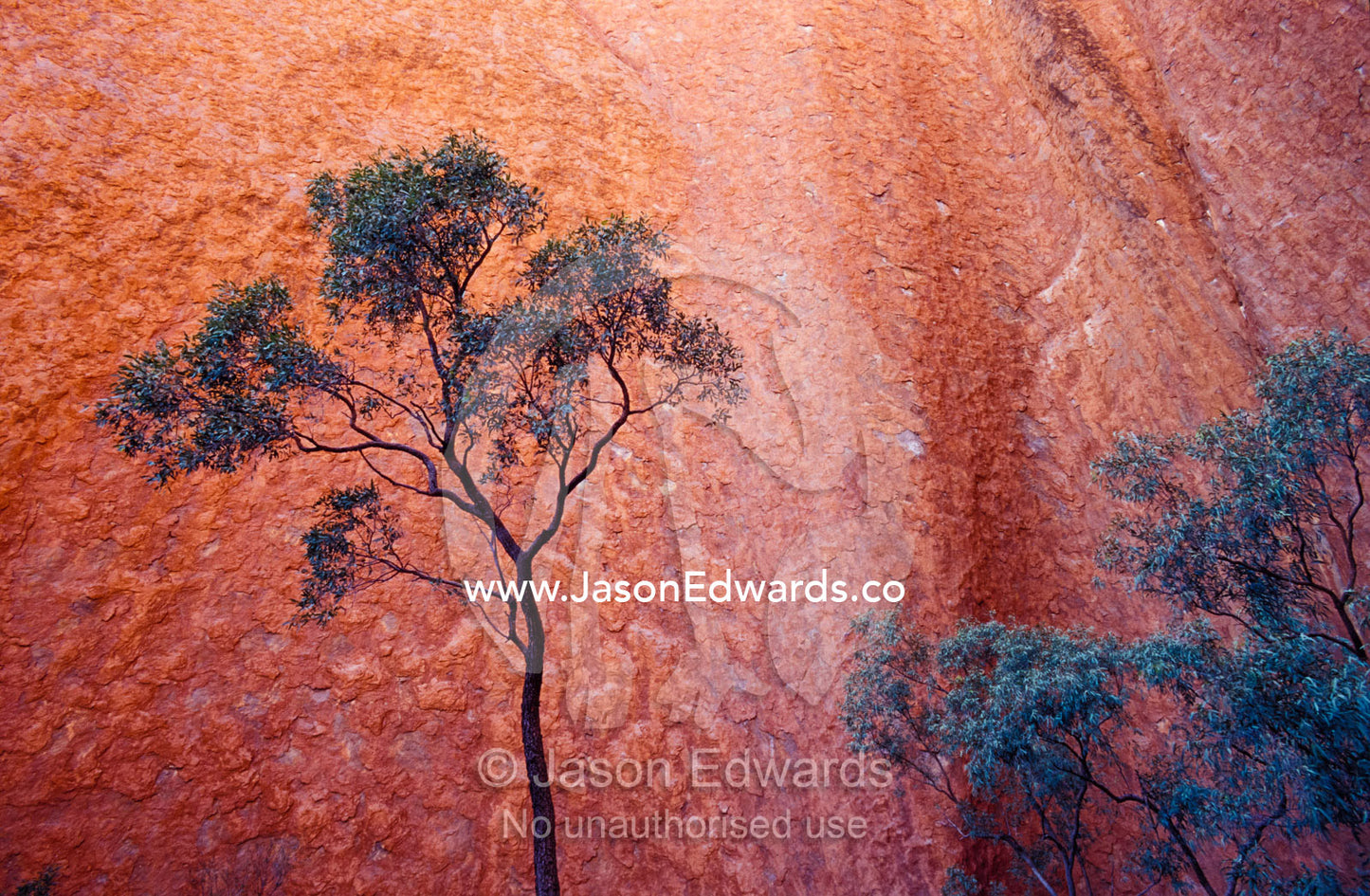 A Desert Bloodwood tree against the red sanstone of Uluru, Ayres Rock. Uluru Kata Tjuta National Park, Northern Territory, Australia.