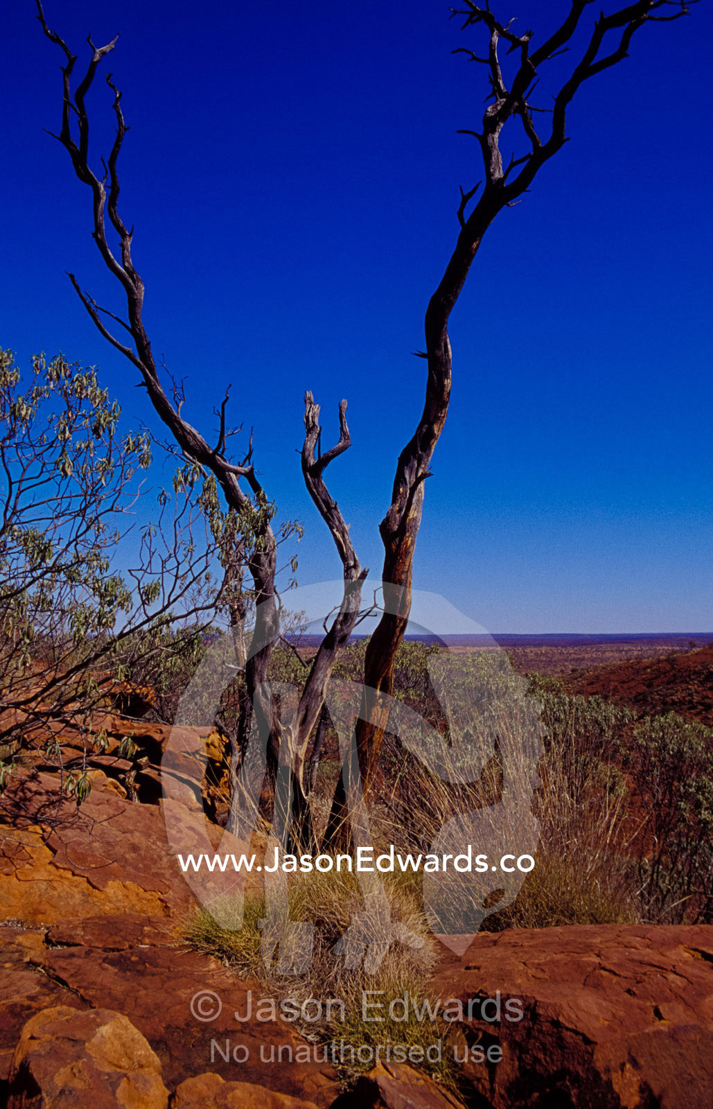 A dead tree overlooks the desert escarpment of Kings Canyon. Watarrka National Park, Northern Territory, Australia.