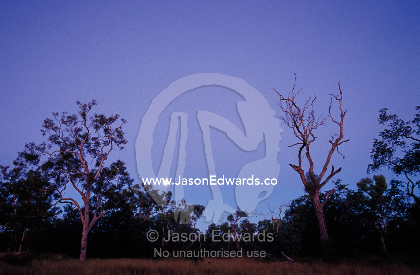 Moonrise over Queenslands Ghost Gum Eucalypts and outback scrub trees. Epping National Park Scientific, Queensland, Australia.