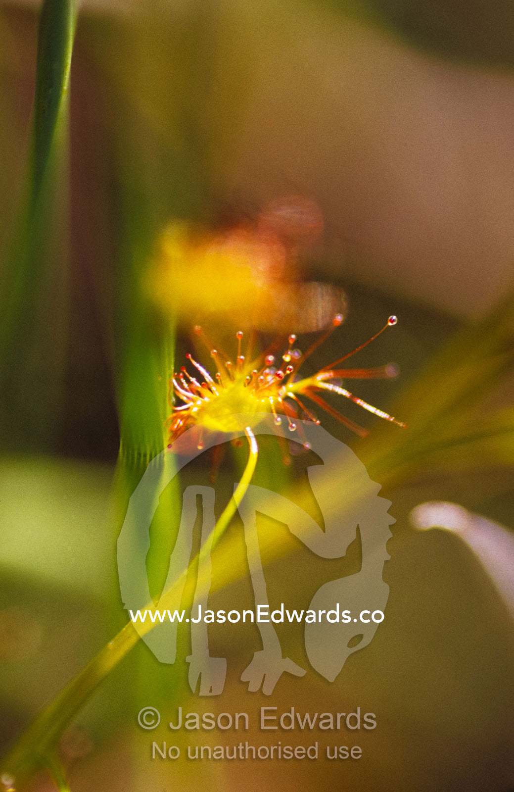 A delicate yellow-gold and lime green carnivorous Sundew plant. Yellingbo Nature Conservation Reserve, Victoria, Australia.