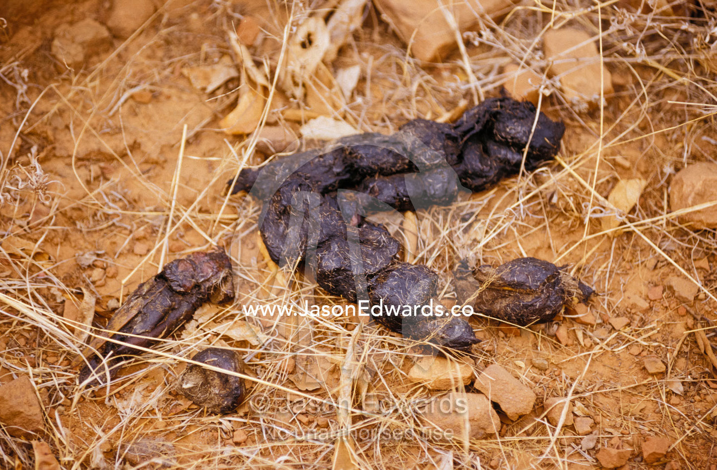 Bengal Tiger faeces containing deer hair. Ranthambhore National Park India.