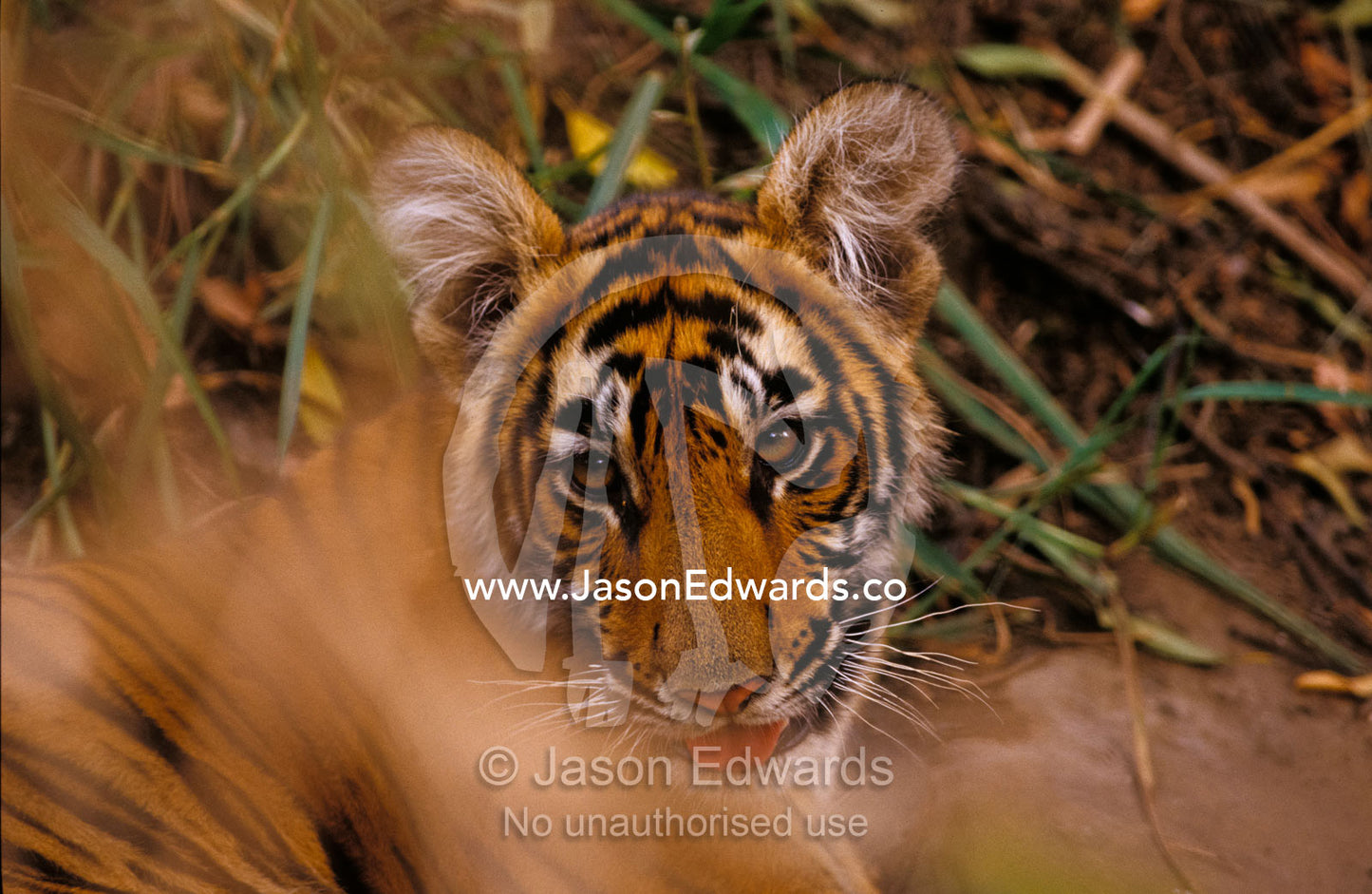 An alert Bengal Tiger rests in a dry river bed from the days heat. Ranthambhore National Park India