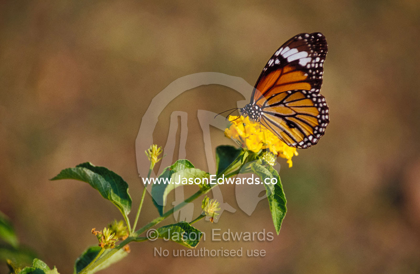 A butterfly feeds on bright yellow flowers in an ornamental garden. Sarnath Varanassi India.