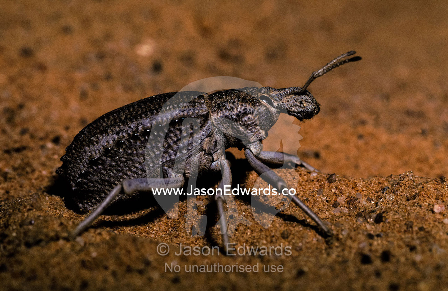 A large desert dwelling Weevil marches across a sand dune. Unnamed Consersation Park, South Australia.