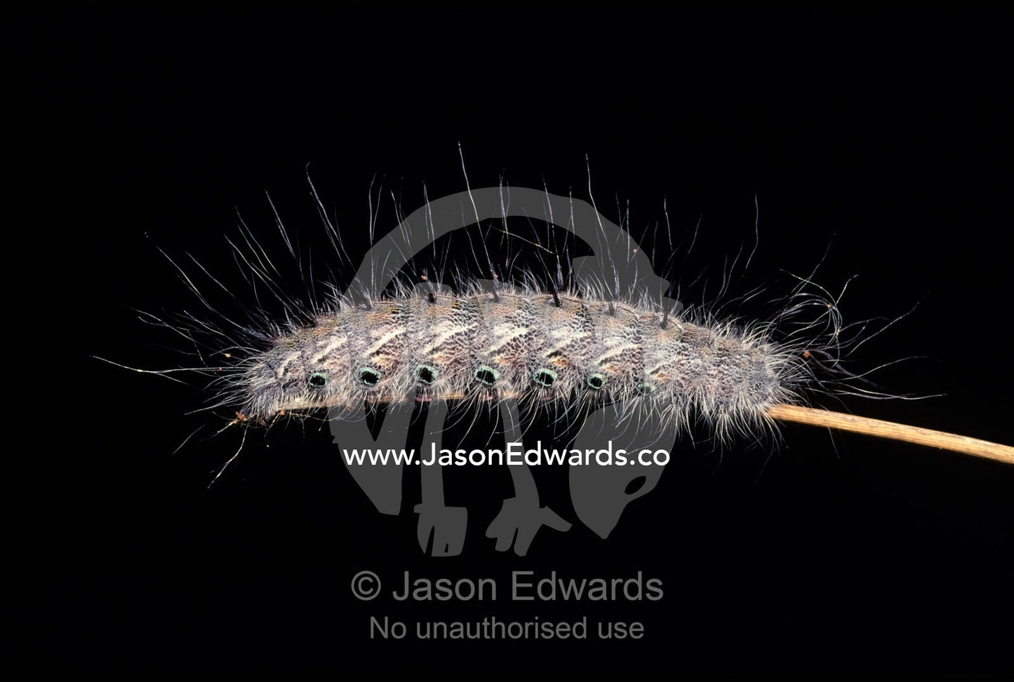 A Caterpillar covered in protective defensive hairs on a grass stem. Tallaringa Conservation Park, South Australia.