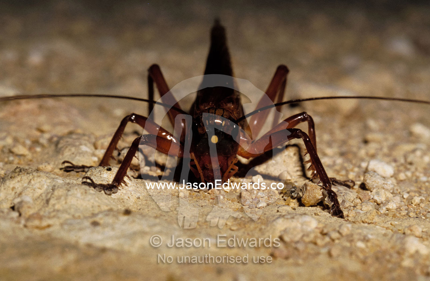 An enormous Grasshopper makes it's way across a dirt track. Coorong National Park South Australia.