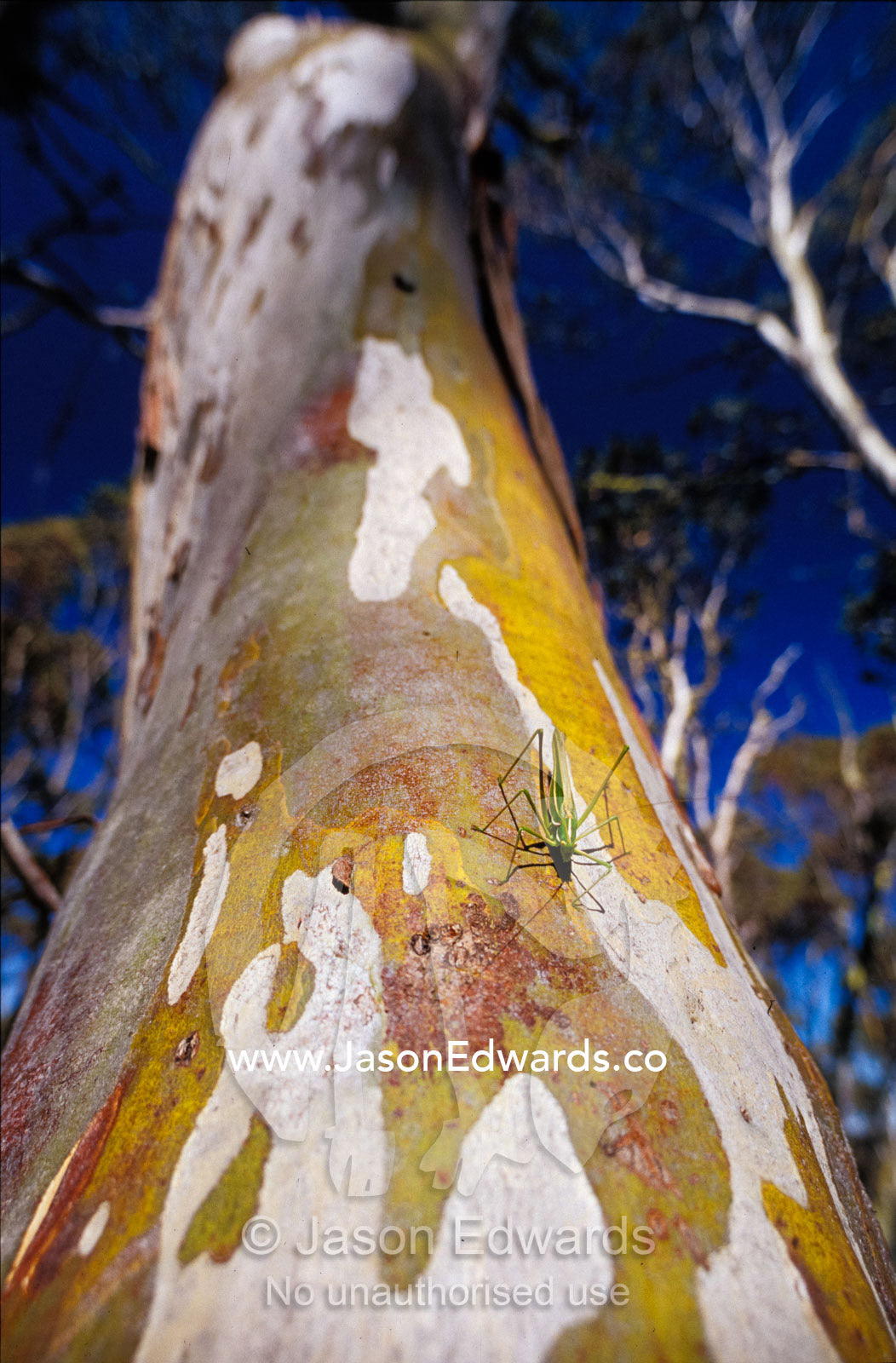A Catydid marches down a textured Snow Gum (eucalypt) tree trunk. Alpine National Park Victoria Australia.