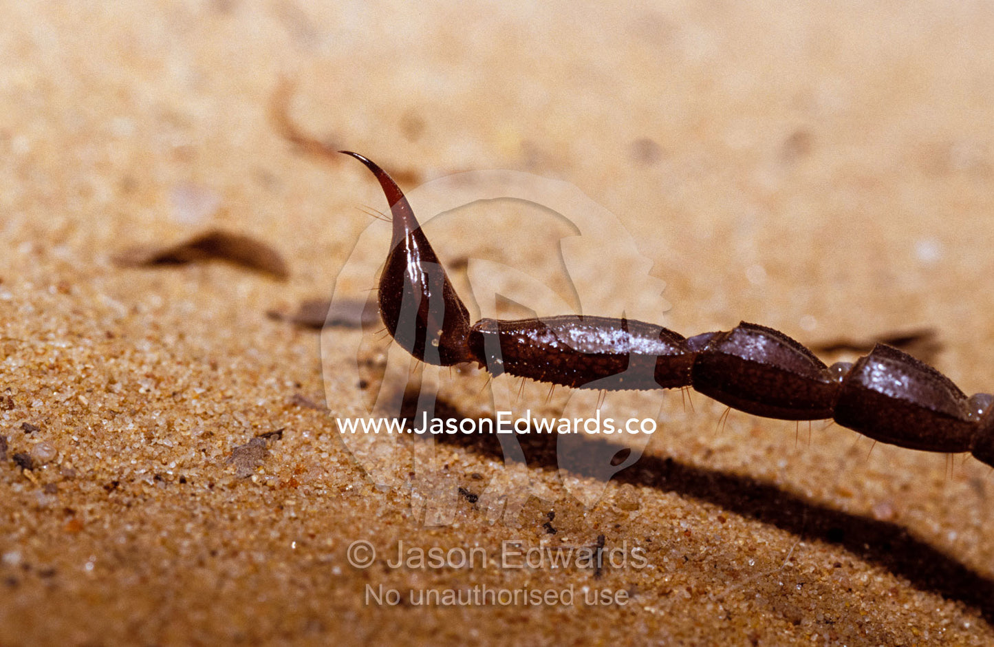 A detailed view of the powerful sting possessed by Scorpions. Epping National Park (Scientific), Queensland, Australia.
