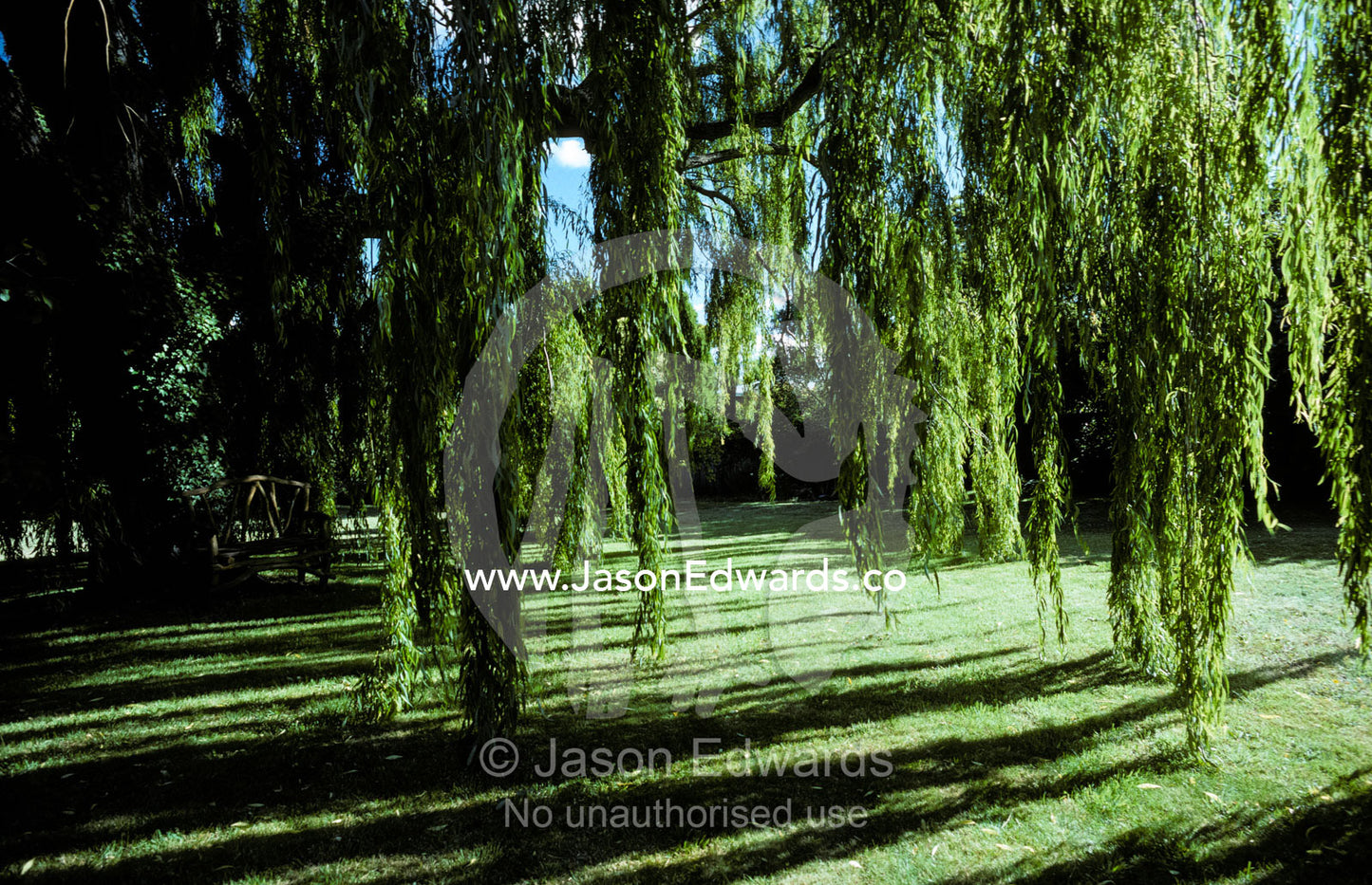 A Weeping Willow casts long, cool shadows onto a garden lawn. Hobart, Tasmania, Australia.