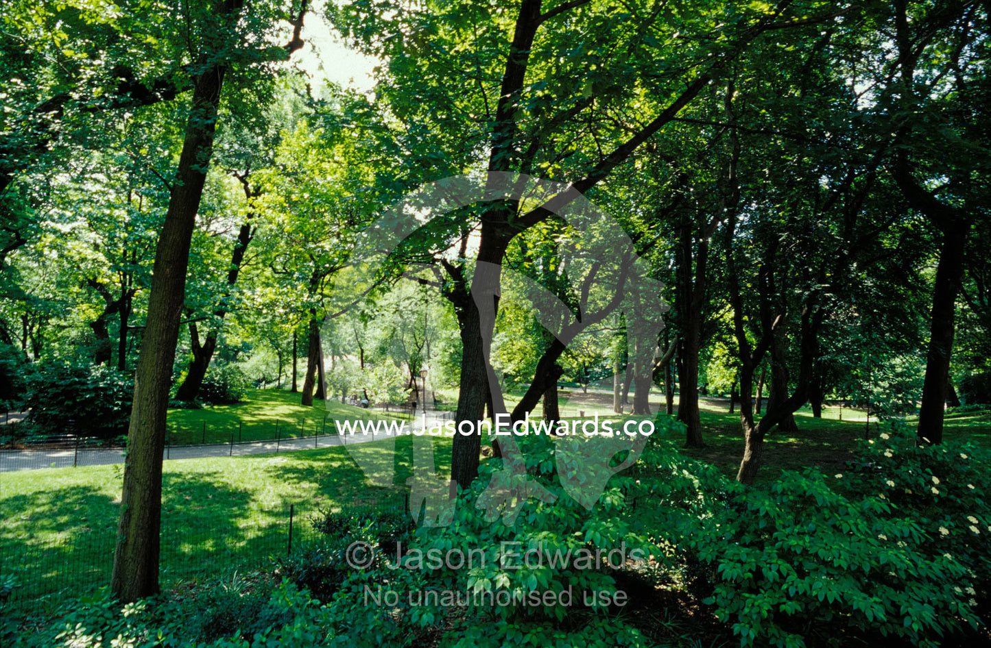 A scenic and shady Central Park garden pathway on a Summers afternoon. New York City, United States of America.