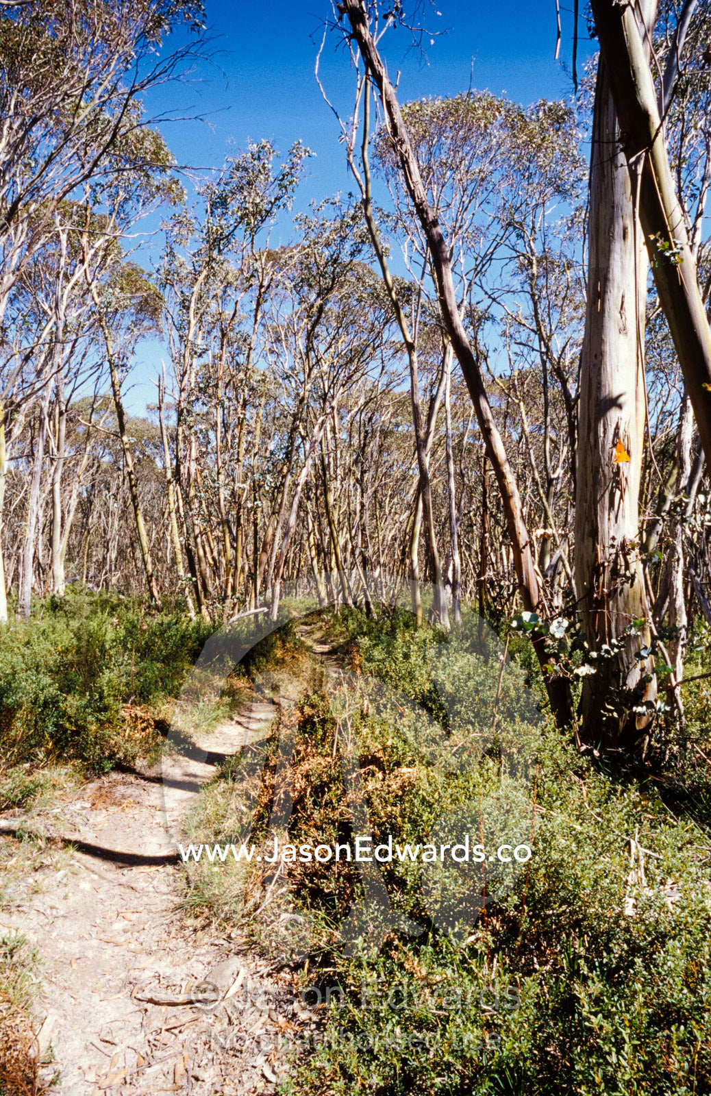 A picturesque hiking trail winding through an alpine National Park. Alpine National Park, Victoria, Australia.