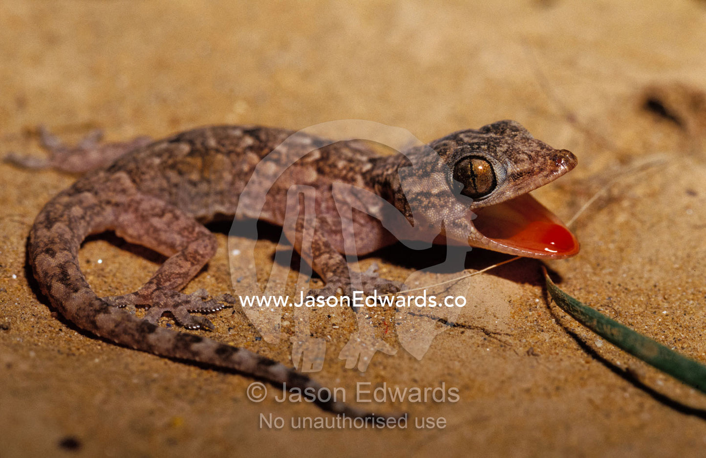A Gecko flushing its mouth red to deter predators. Ranthambhore National Park, Sawai Madhopur, India.