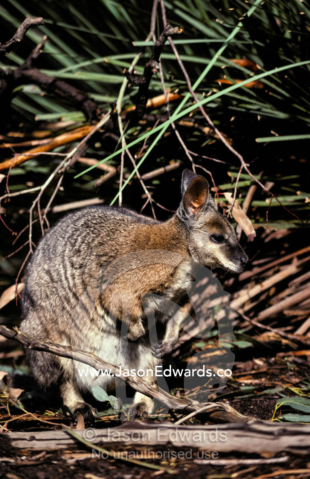 A Tammar Wallaby with ears alert browsing for food among the grasses. Warrawong Sanctuary, South Australia.
