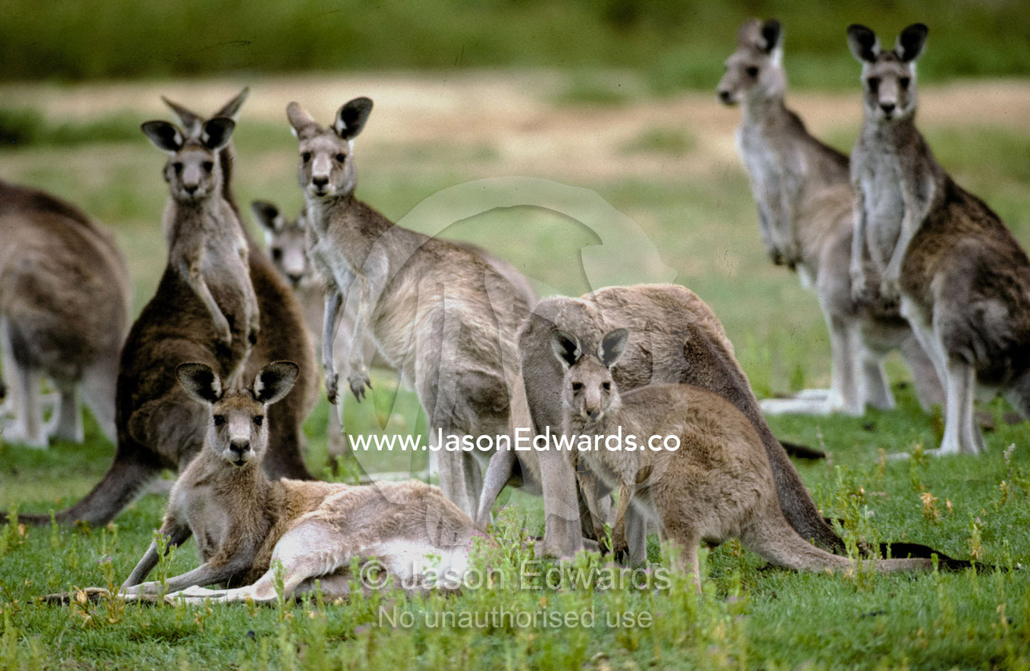 An alert mob of Eastern Grey Kangaroos standing and lying down. Kyabrum Fauna Park, Victoria, Australia.