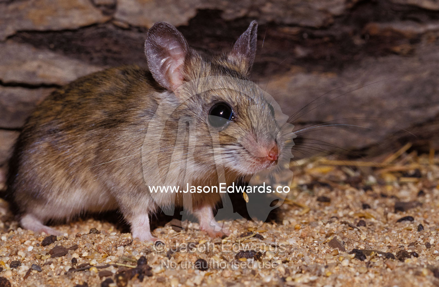 A Spinifex Hopping Mouse dropping seed from its mouth whilst feeding. Alice Springs Desert Park, Northern Territory, Australia.
