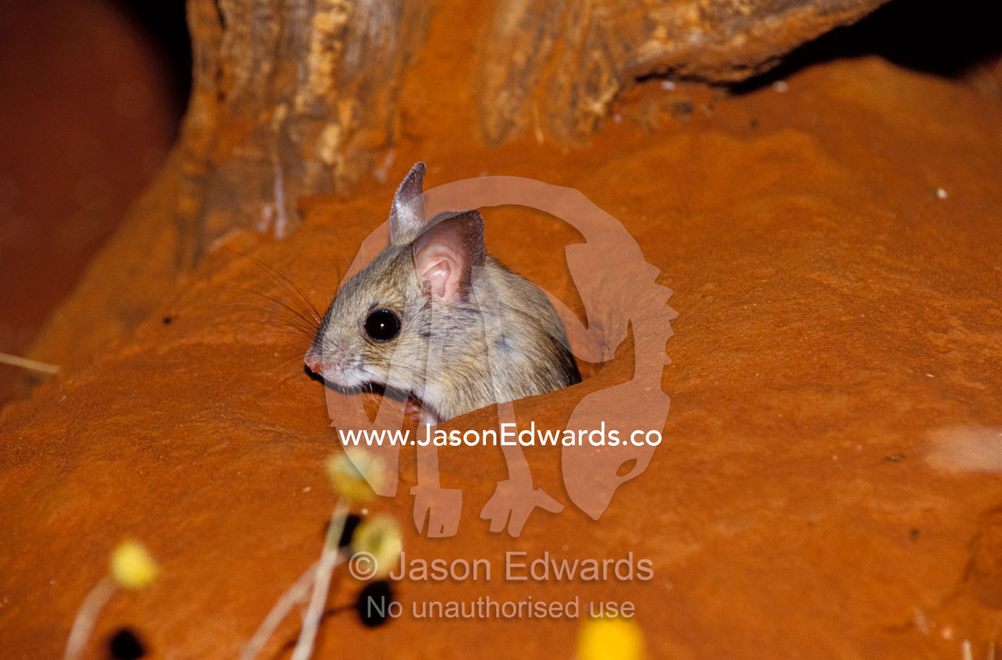 A Spinifex Hopping Mouse peaking cautiously from its burrow entrance. Alice Springs Desert Park, Northern Territory, Australia.