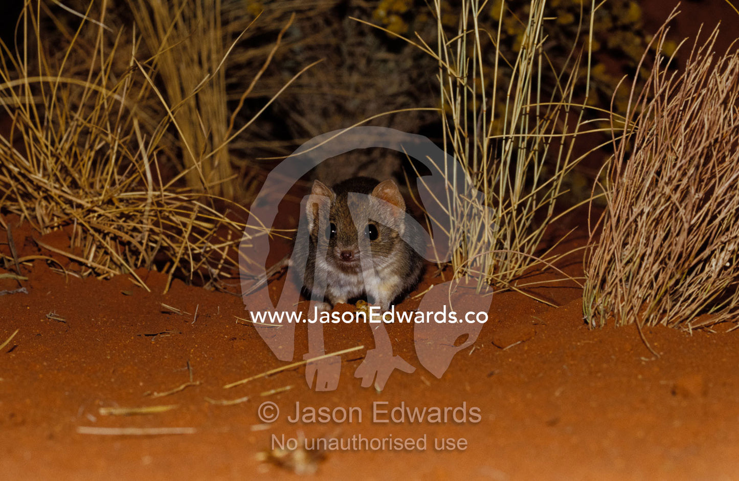 An endangered Mulgara, Ampurta, hunting in Spinifex sand country. Alice Springs Desert Park, Northern Territory, Australia.