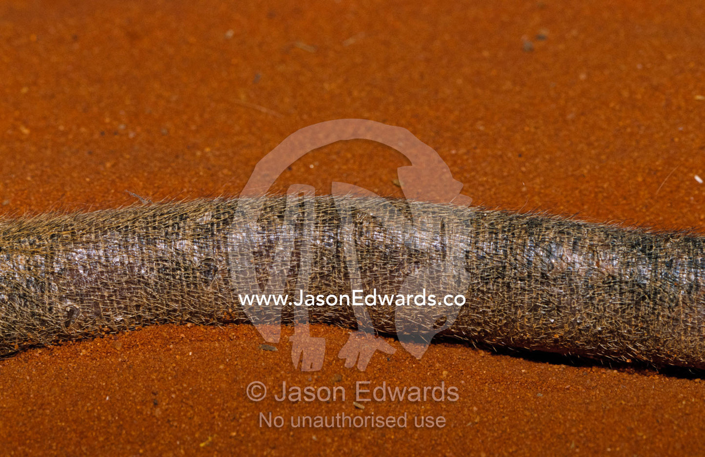Detail of a critically endangered Rufous Hare-Wallaby's tail. Alice Springs Desert Park, Northern Territory, Australia.