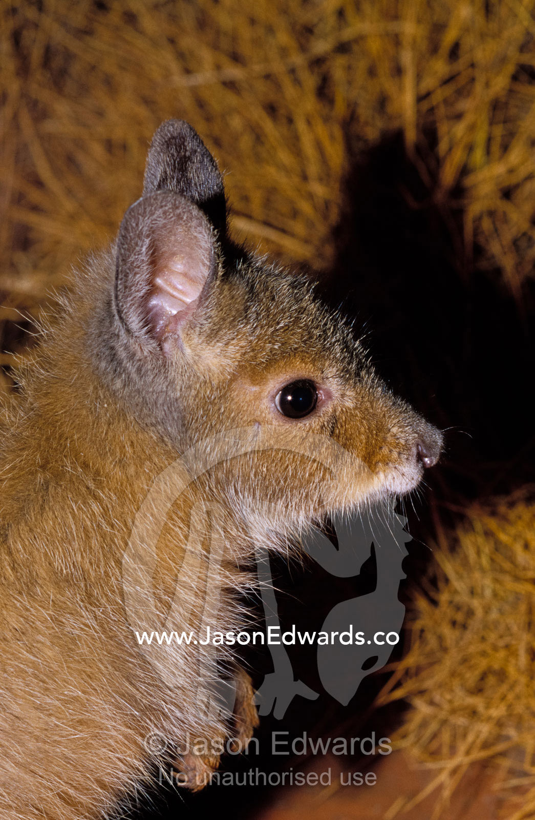 Profile portrait of a critically endangered Rufous Hare-Wallaby, Mala. Alice Springs Desert Park, Northern Territory, Australia.