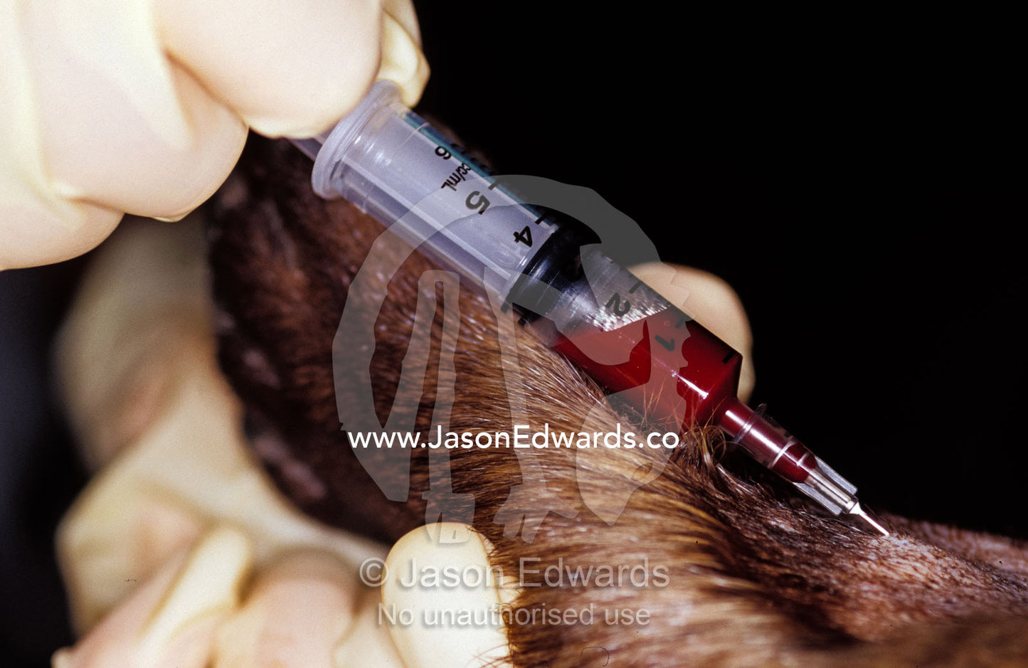 Researcher collecting blood sample from a Southern Hairy-Nosed Wombat. Rockhampton Zoo, Queensland, Australia.