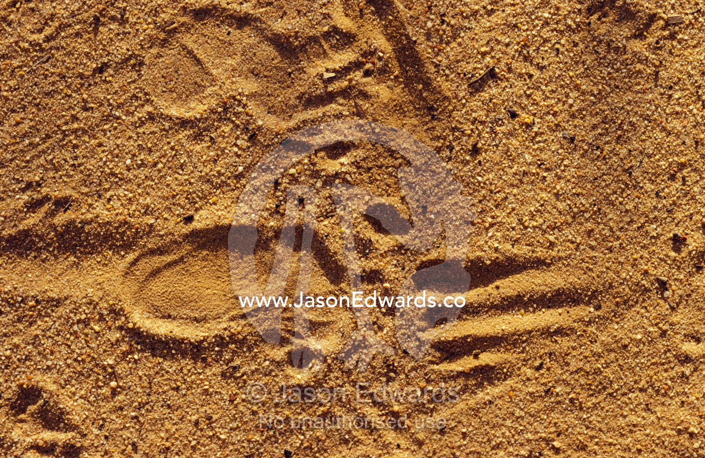 An endangered Northern Hairy-Nosed Wombat foot print track in sand. Epping National Park, Scientific, Queensland, Australia.