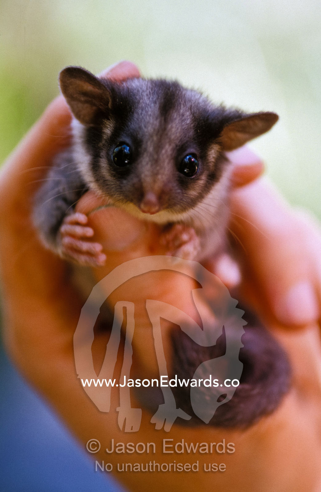 An endangered Leadbeaters Possum carefully restrained in a hand. Yellingbo Nature Conservation Reserve, Victoria, Australia.