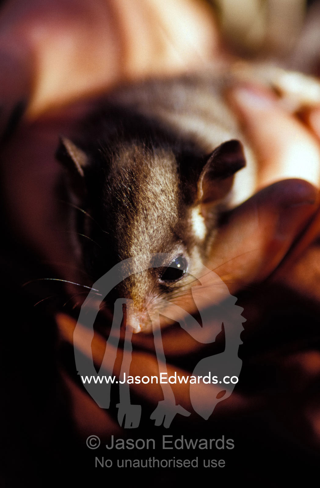 An endangered Leadbeaters Possum carefully restrained in a hand. Yellingbo Nature Conservation Reserve, Victoria, Australia.