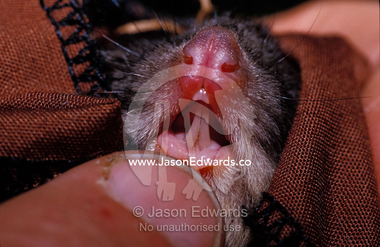 An endangered Leadbeaters Possum's nose and lower incisor teeth. Yellingbo Nature Conservation Reserve, Victoria, Australia.