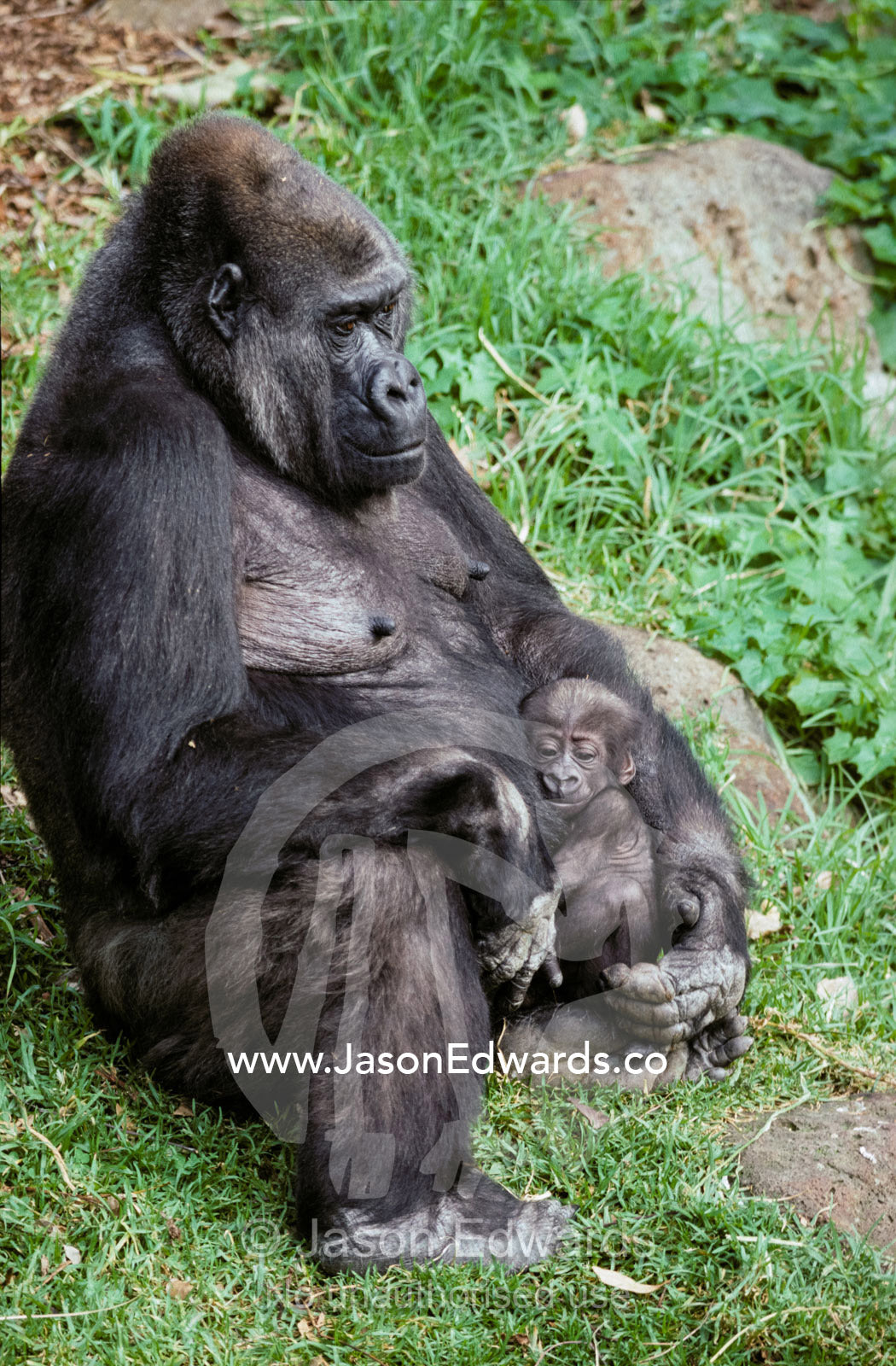 A relaxed Western Lowland Gorilla mother tenderly nursing her infant. Melbourne Zoo, Victoria, Australia.