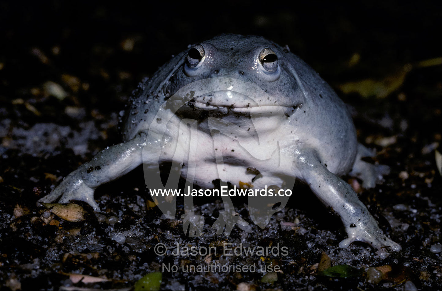 Portrait of the Common Water Holding Frog's face, eyes and forelegs. Melbourne Zoo, Victoria, Australia.