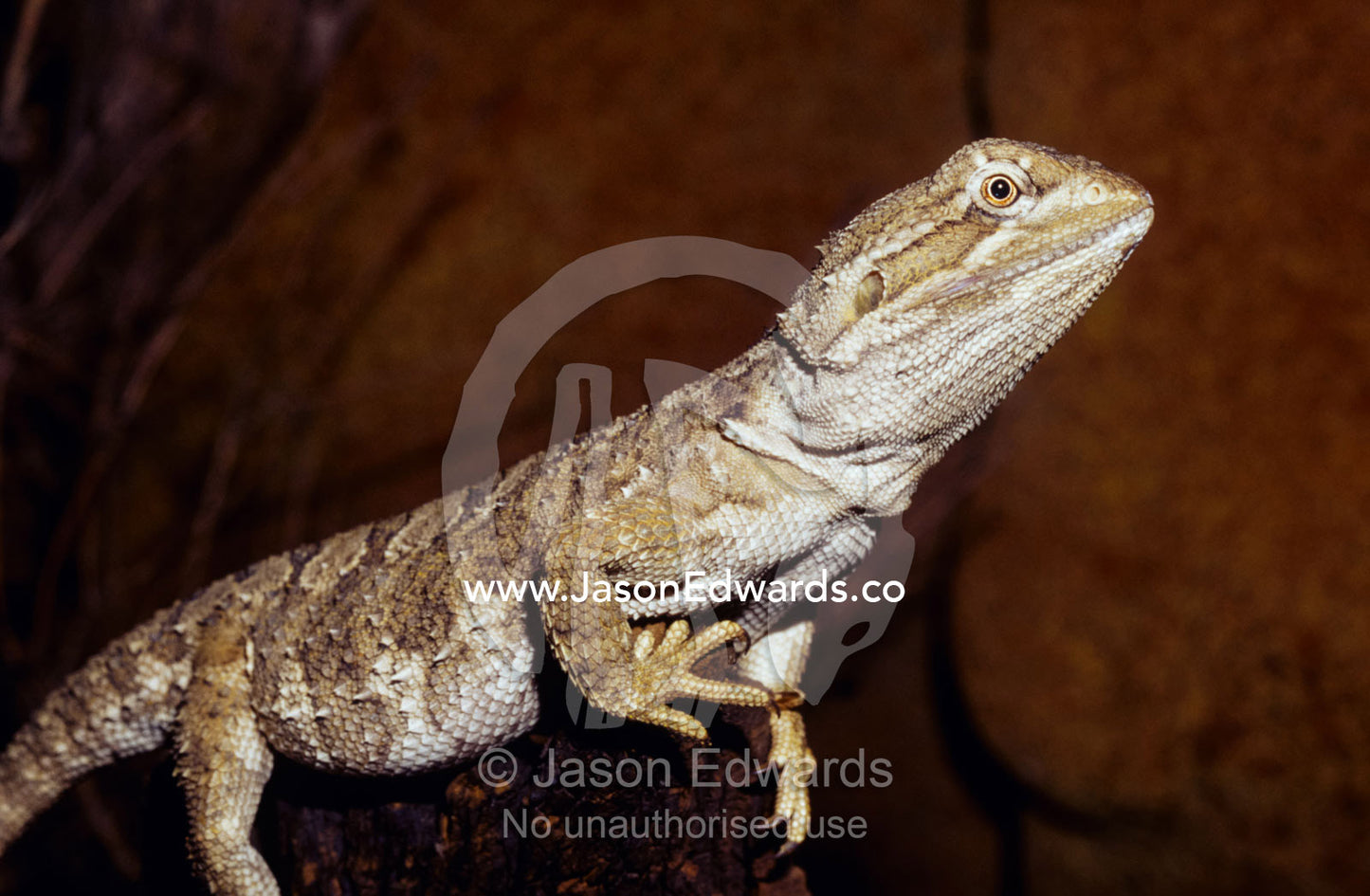 A Dwarf Bearded Dragon poised on a log sun basking. Melbourne Zoo, Victoria, Australia.