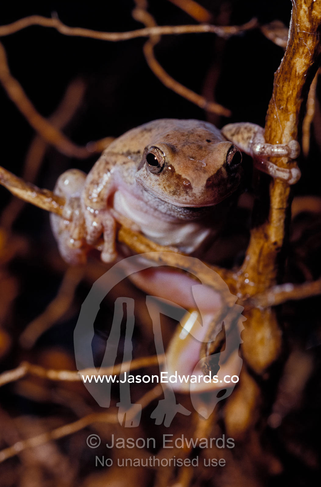 A Desert Tree Frog climbing through a small shrub in search of prey. Amphibian Research Centre, Victoria, Australia.