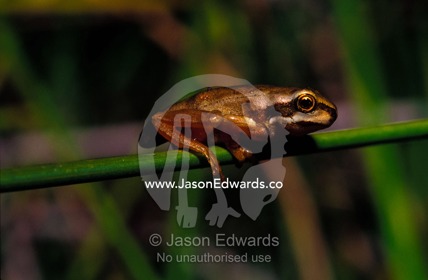 A Southern Brown Tree Froglet perched on a grass reed over a pond. Coranderrk Bushland, Healesville, Victoria , Australia.
