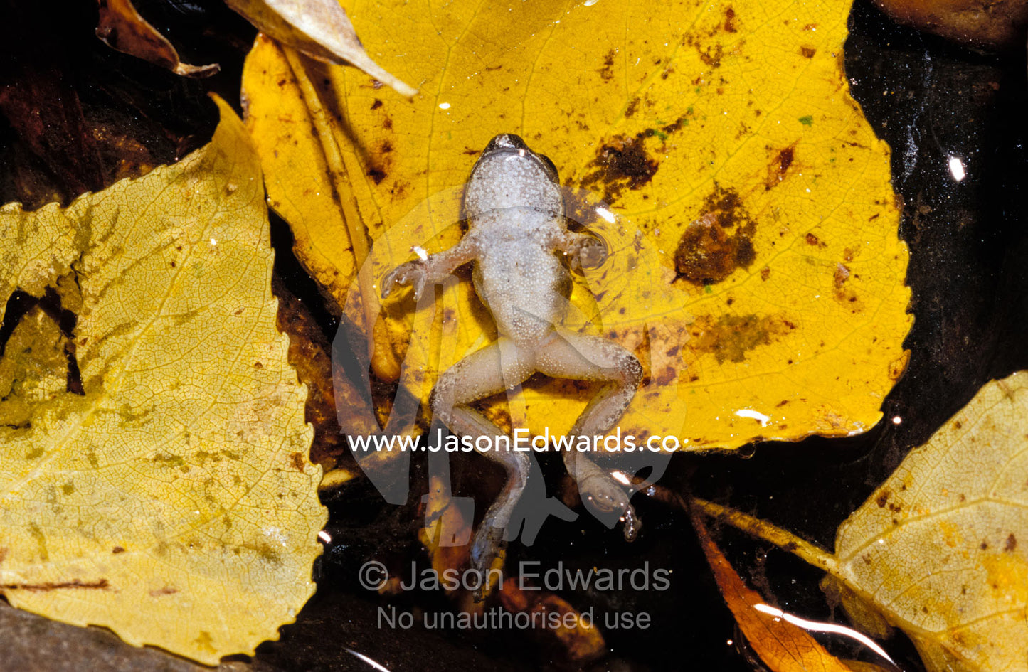 Dead Lesueurs Frog, Litoria Lesueurs, or Rocky River Frog in a river. Cobungra River, Anglers Rest, Victoria, Australia.