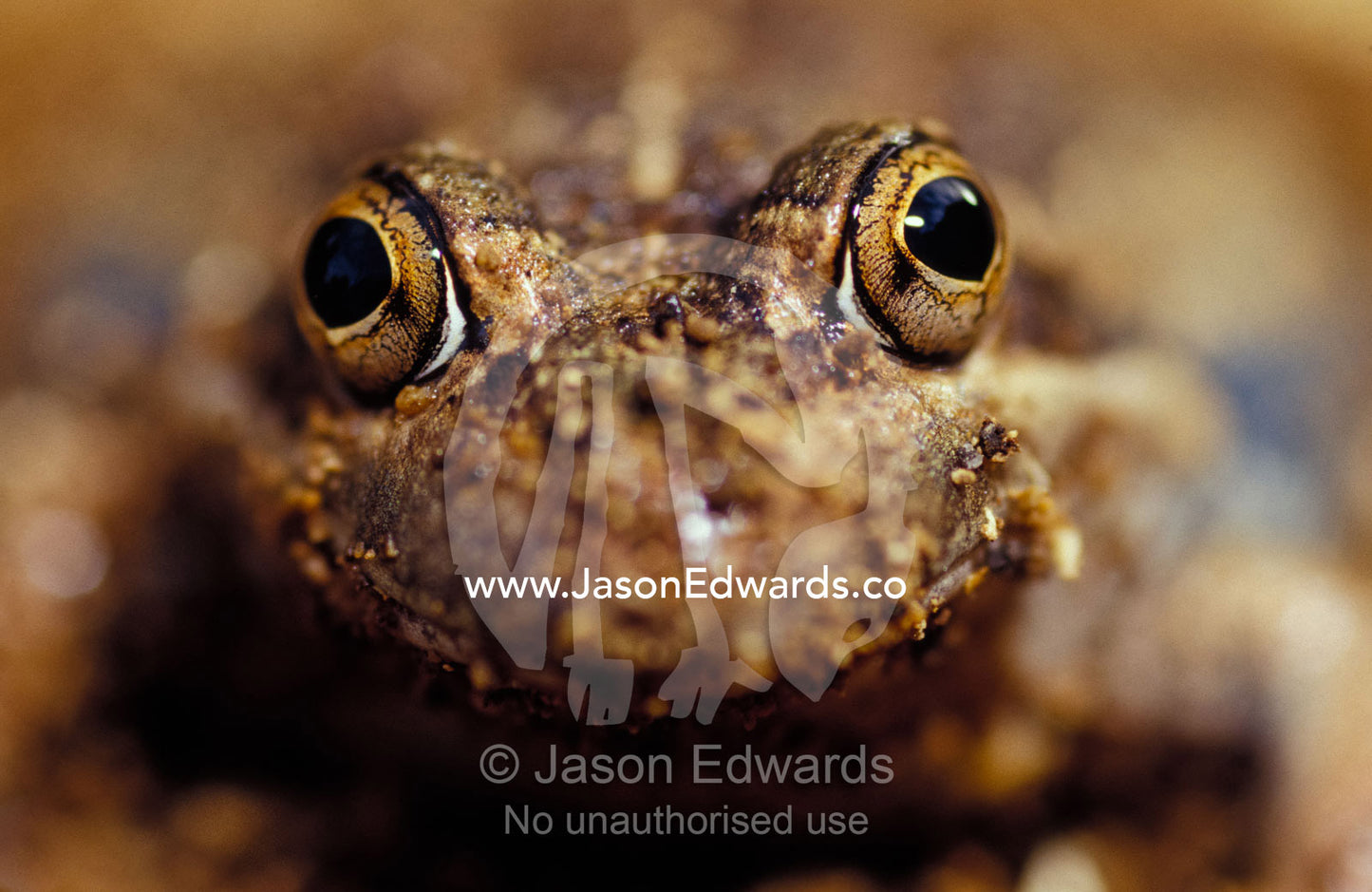 A smiling Eastern Banjo Frog, Four-Bob frog, Limnodynastes Dumerilii. Amphibian Research Centre, Victoria, Australia.