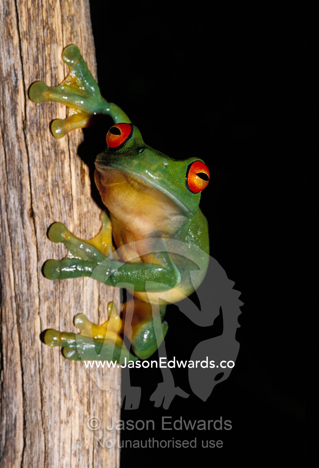 A Red Eyed Tree Frog, Litoria Chloris, clinging vertically to a branch Amphibian Research Centre, Victoria, Australia.