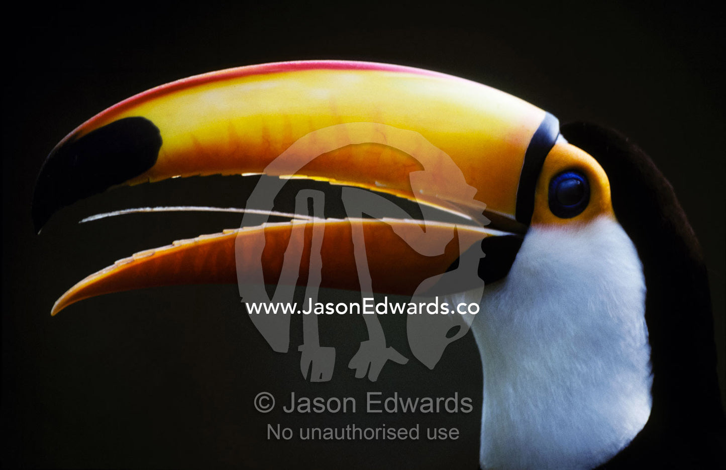A colorful Toco Toucan's tongue, eye and yellow, orange and red beak. Rio Zoo, Brasil.