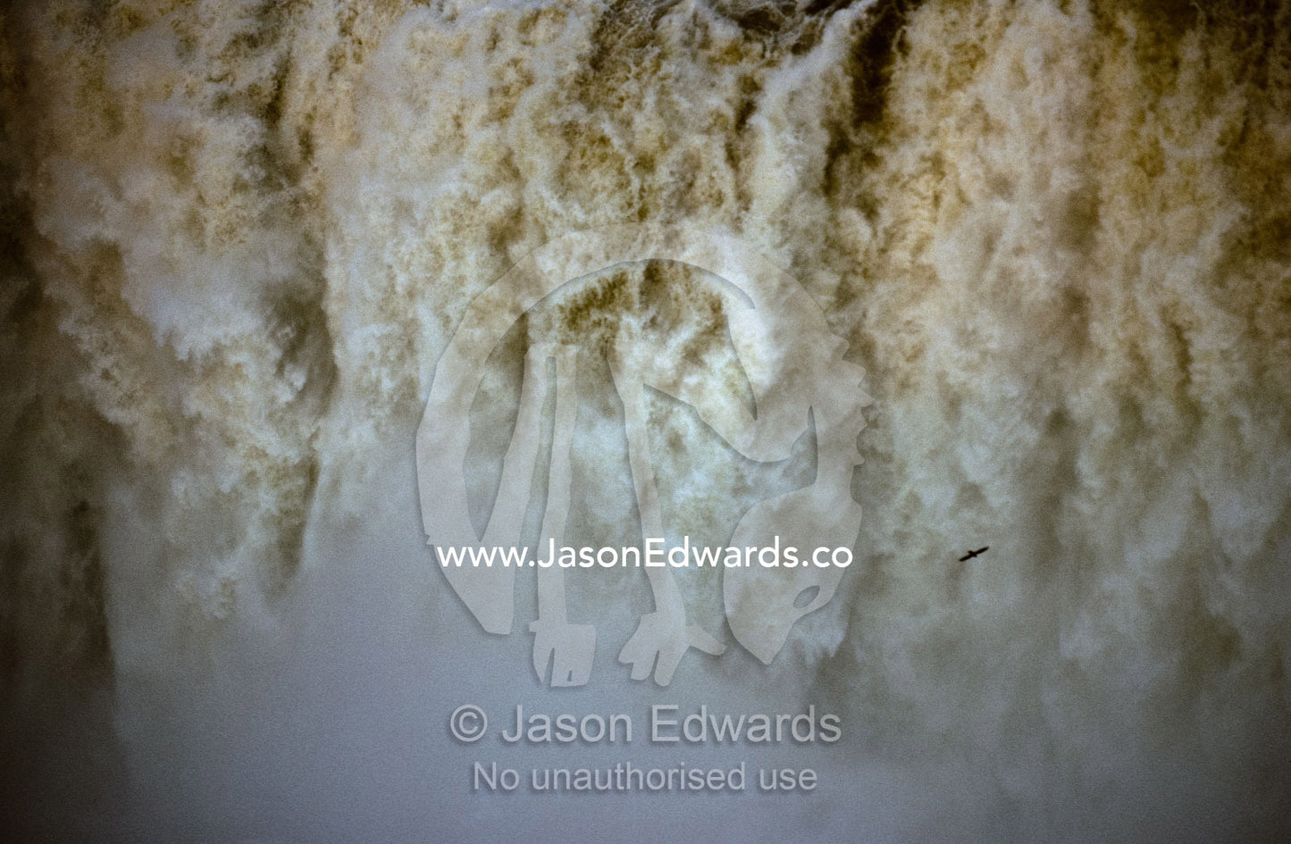 A Swift flies through the curtain of mist generated by Iguazo Falls. Iguazo Falls, Argentina.
