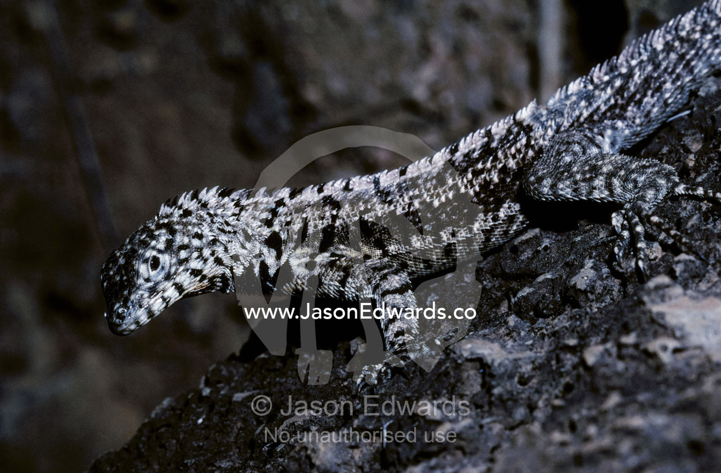 A striking black and white male Lava Lizard sun basking on rocks. Santa Fe Isla, Galapagos Islands, Ecuador.