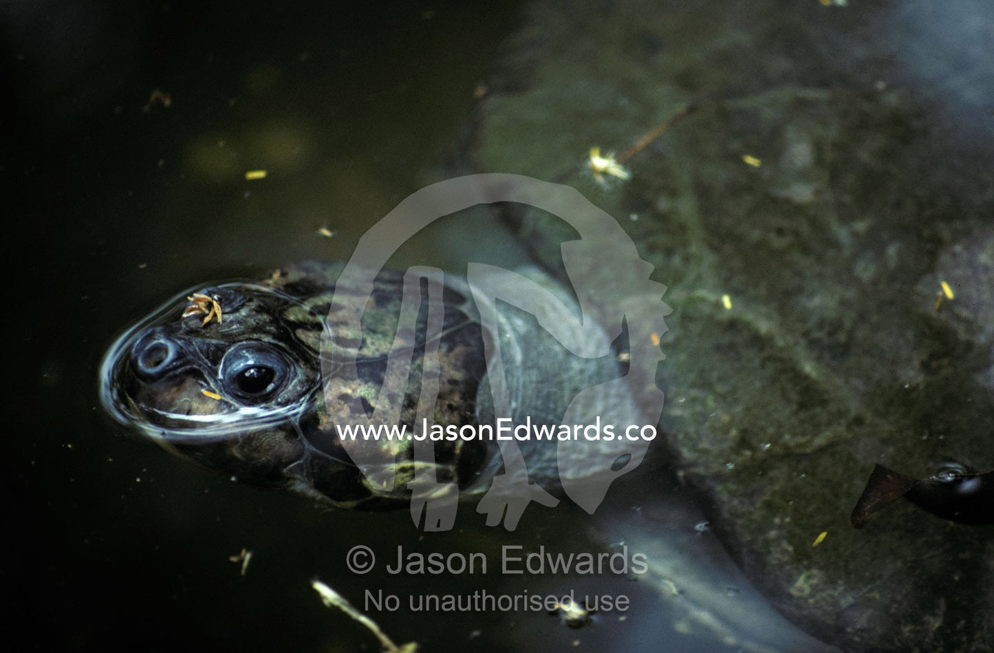A submerged Arrau River Turtle with its nose and eyes above water. Rio Zoo, Brasil, Brazil.