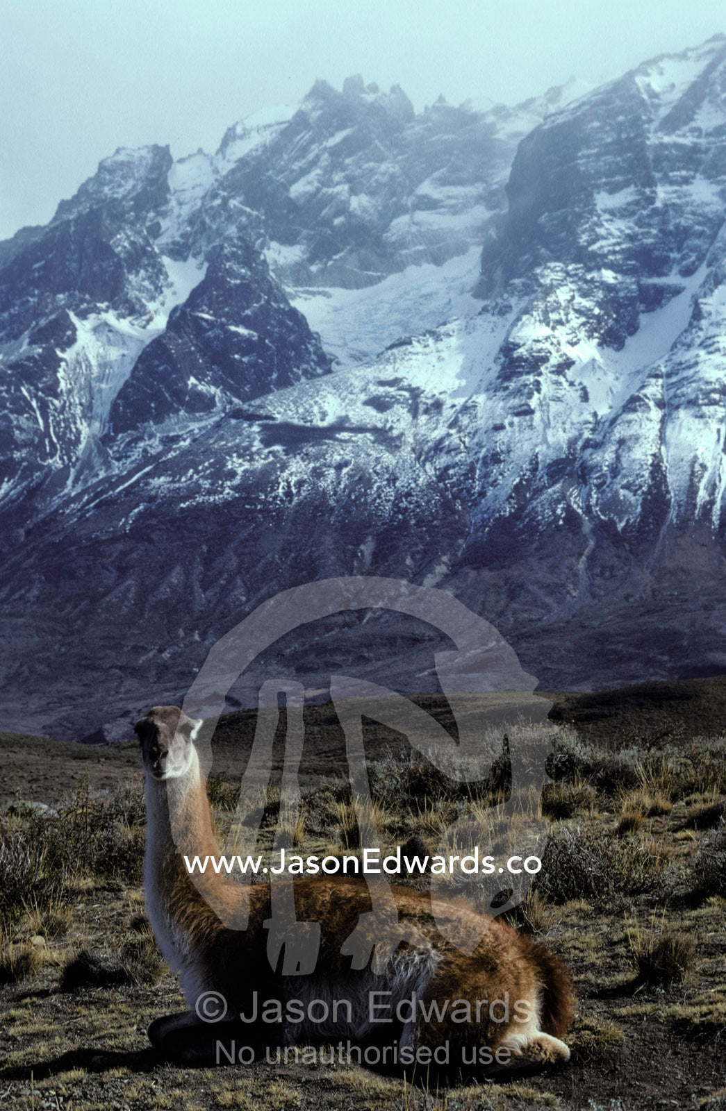 A Guanaco resting at the foot of the icy Andes Mountains range. Torres del Paine National Park, Chile.
