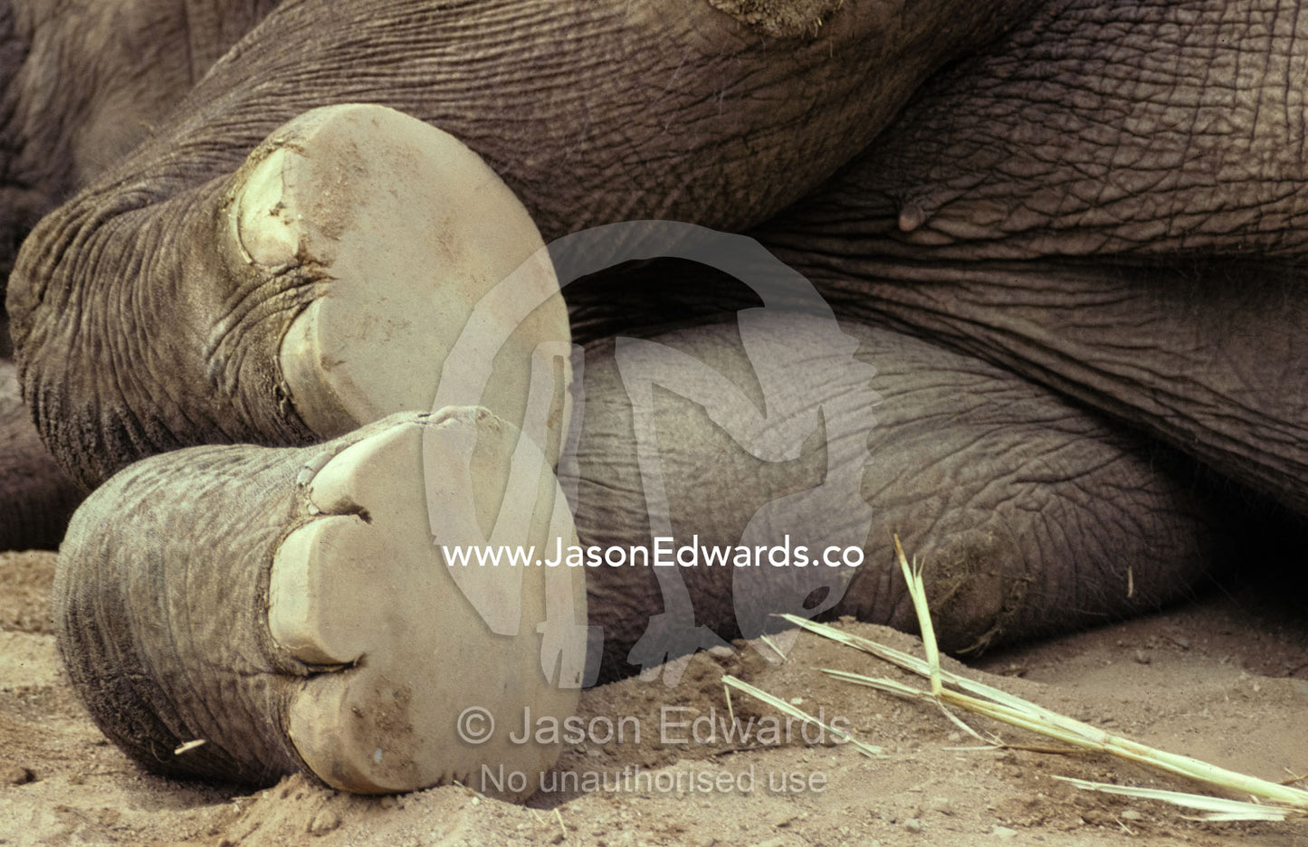 The underneath worn soles and toe nails of an Asian Elephant's feet. Melbourne Zoo, Victoria, Australia.