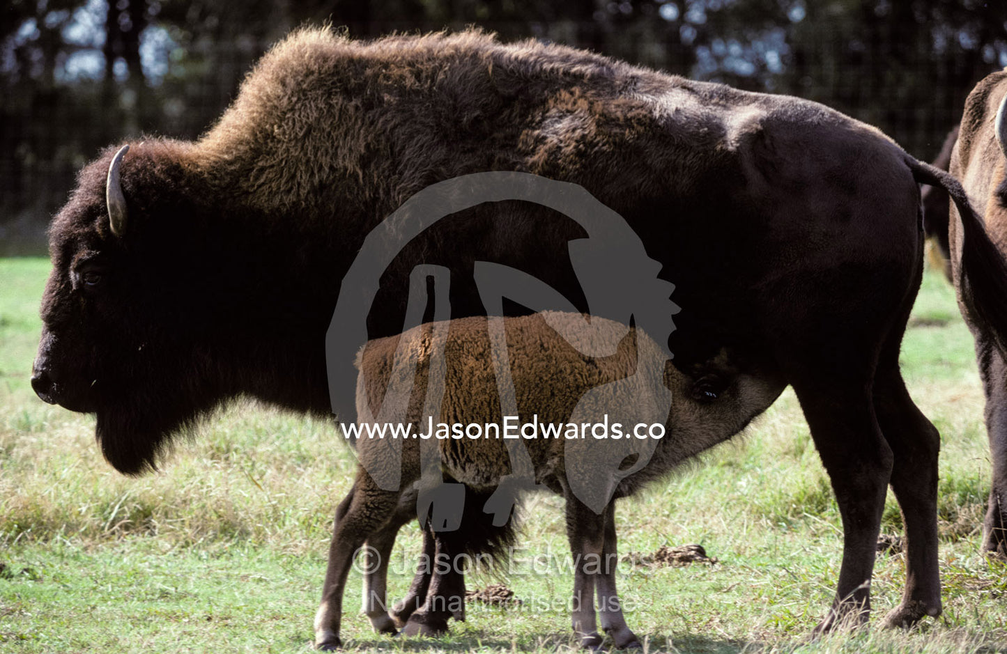 A Bison calf suckling milk from its mother who has a thick coat. Werribee Zoo, Victoria, Australia.