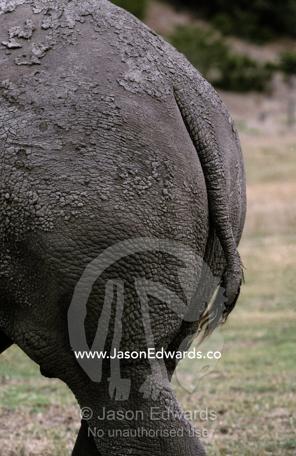 The hindquarters and tail of an endangered White Rhinoceros. Werribee Zoo, Victoria, Australia.
